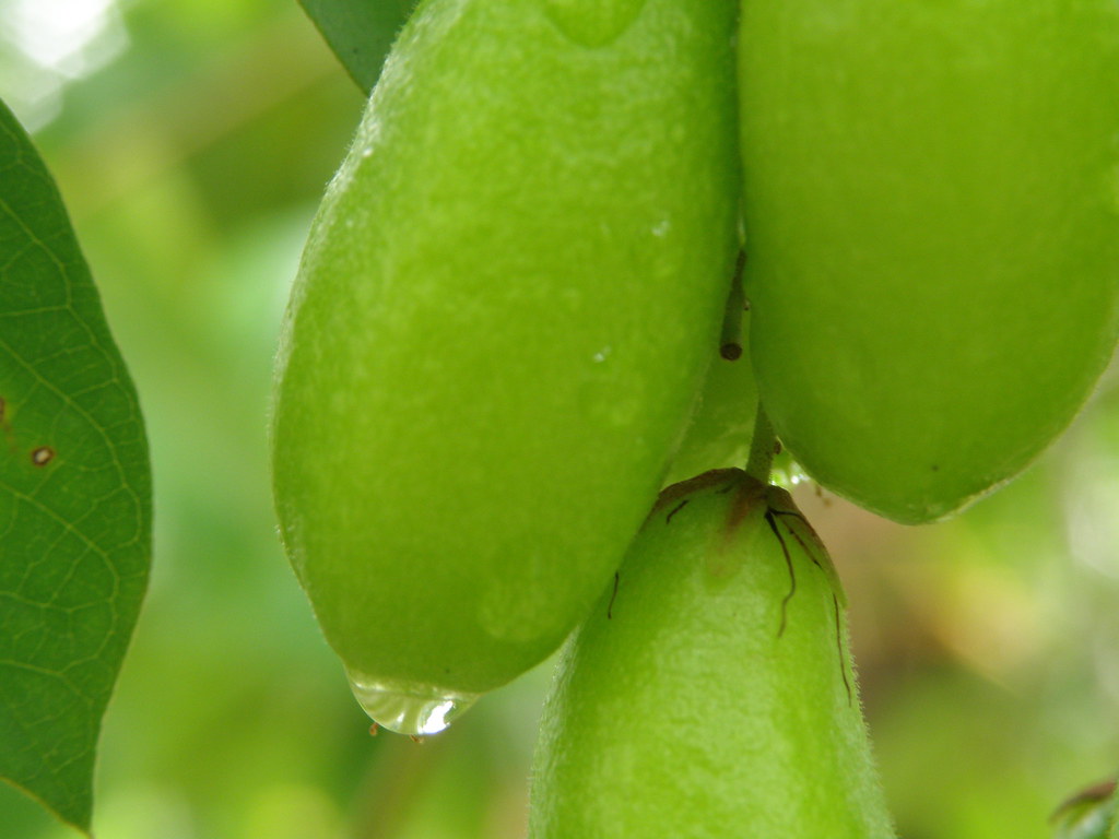 Irumban Puli/ Chemmeen Puli Paul Mathew Flickr