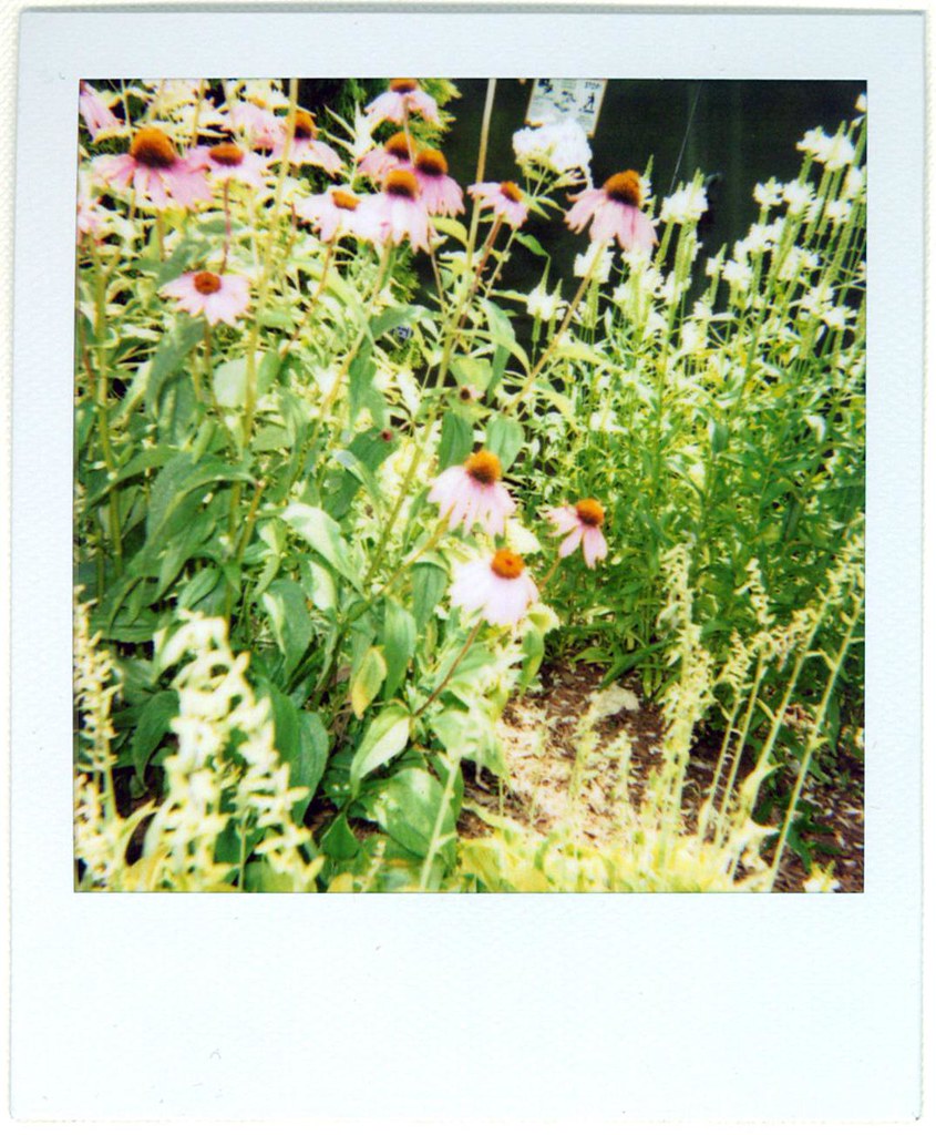 Flowers Pretty flowers outside of McDonald's in Somerville… Flickr
