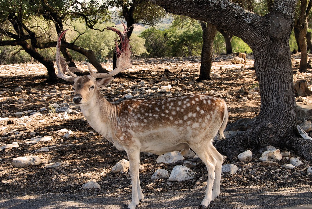 White Spotted Deer At Nautural Wildlife Ranch, New Braunfe