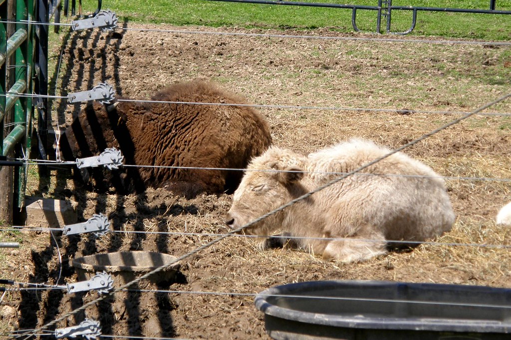 Niabi Zoo Niabi Zoo Coal Valley IL Jack Flickr