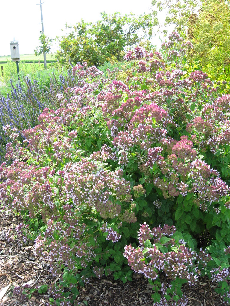 Origanum vulgaris Greek oregano pretty pink flowers on h… Flickr