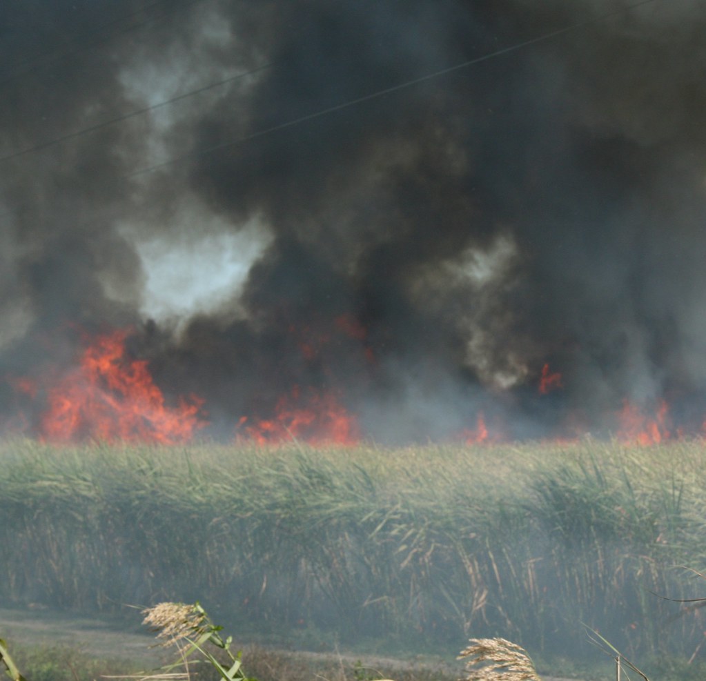 Sugar Cane Fire Clewiston Florida Controlled fires in suga… Flickr