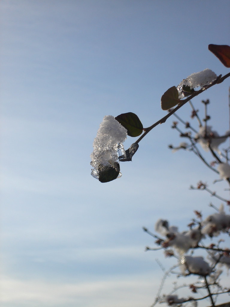 DSC01909 Outside in the snow Haywards Heath, West Sussex… Flickr