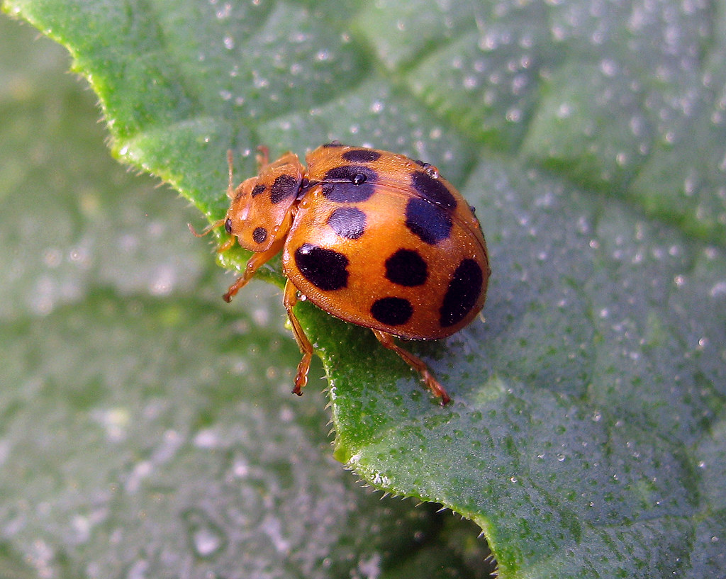 Epilachna borealis, Squash beetle, Tonganoxie, Kansas Flickr