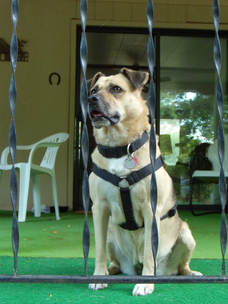 Chinle Surveys the Property Grandma's house Cornville, Ari… Flickr