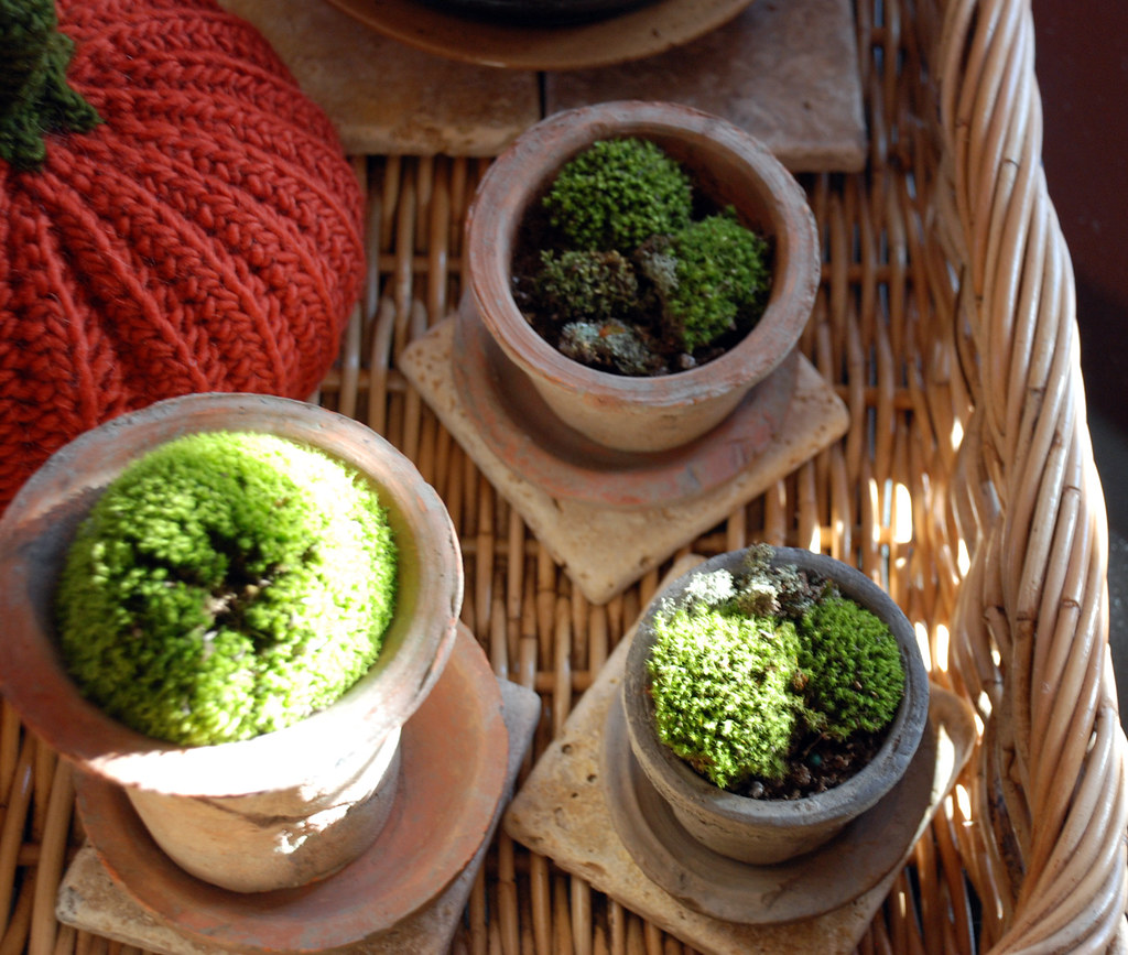 Moss garden Moss in terracotta pots Roseanna Flickr
