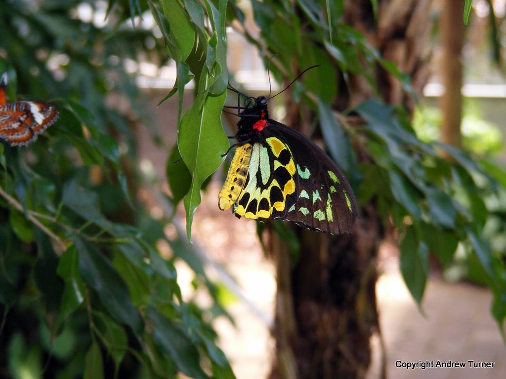 Butterflies Butterfly House Coffs Harbour Taken at The… Flickr
