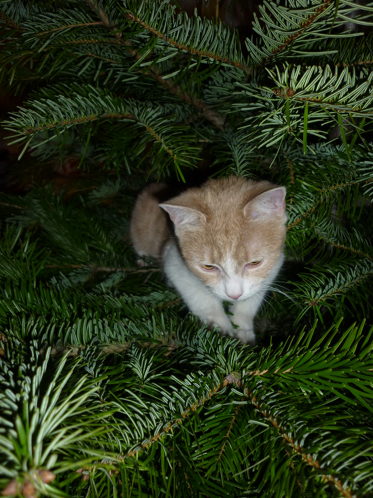 new tree why do kittens love Christmas trees so much? Evan Bench
