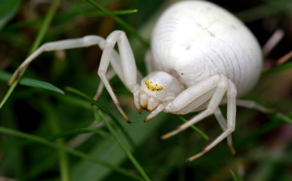White Spider Lurking in Grass a photo on Flickriver
