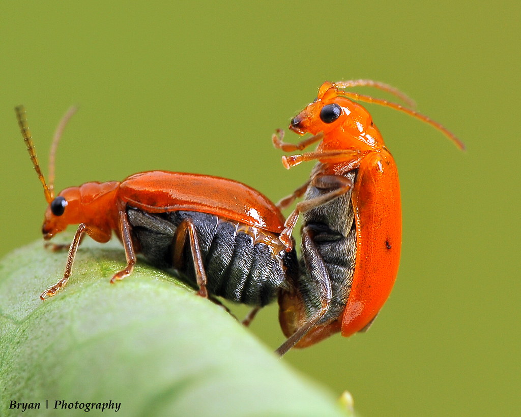 Lust!!! Little orange bugs doin it.. Bumping hard!!! … Flickr