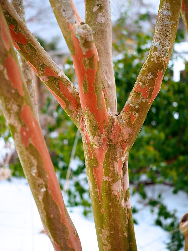 The wonderful exfoliating bark of crape myrtle 'Natchez' Flickr