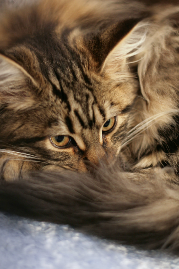 Brown Tabby Maine Coon New Zealand National Cat Show Auc… Flickr