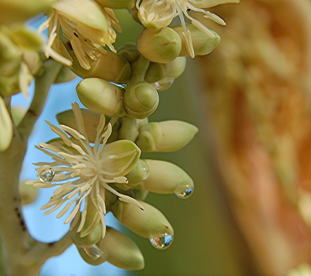 Dripping wet Christmas Palm's white exploding flowers and … Flickr