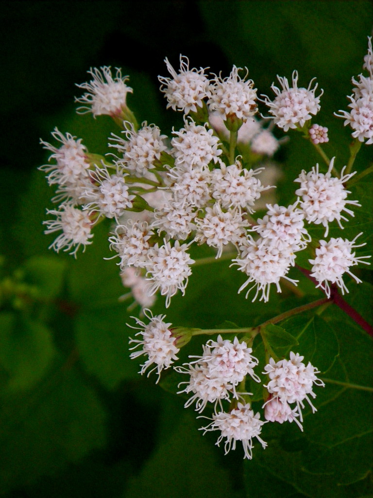 Sweet Smelling Flowers List Pin by Cynthia Searles on Sweet Smelling