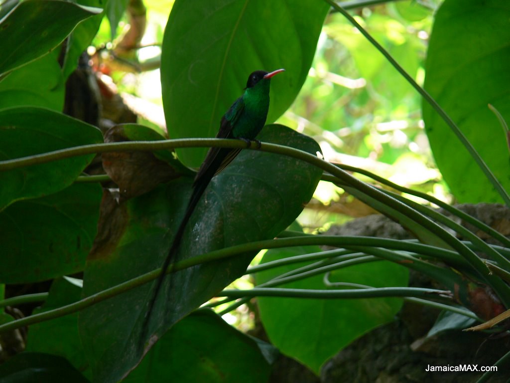Doctor Bird in Jamaica A jamaican hummingbird or Doctor Bi… Flickr