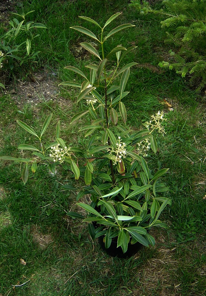 Viburnum henryi Not a brilliant shot but all I have for no… Flickr