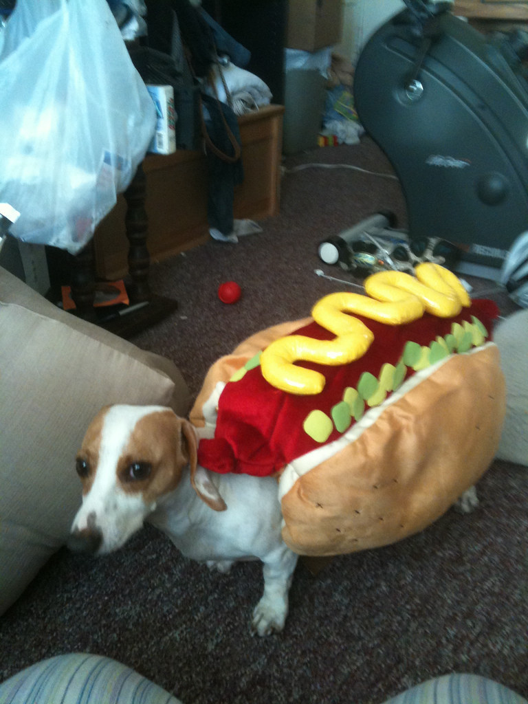Ready for Halloween! Wiener dog kittysxfiles Flickr