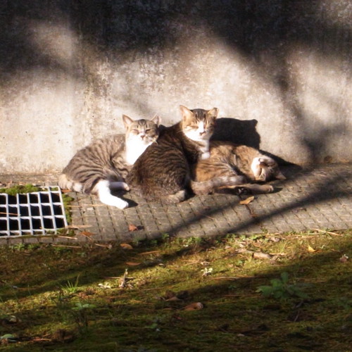 triple cats Exif_JPEG_PICTURE MIDORIGUMI Flickr