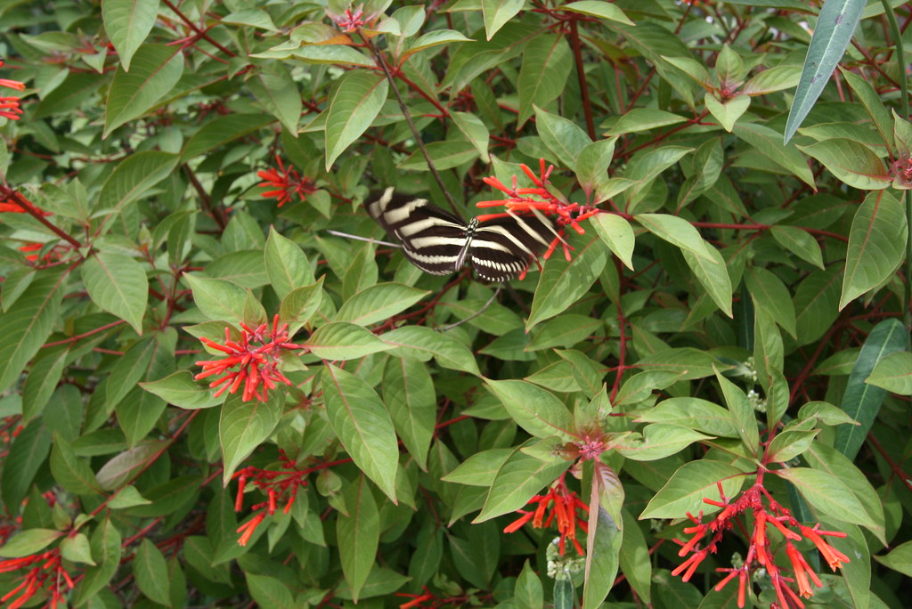 Firebush Firebush is a native Florida plant that blooms