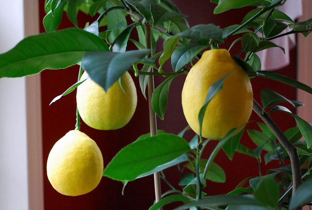 meyer lemons ripening 2 A Growing Tradition Blog Flickr