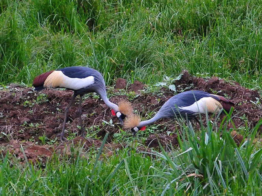 Crested Cranes Ave nacional de Uganda Julio González Flickr