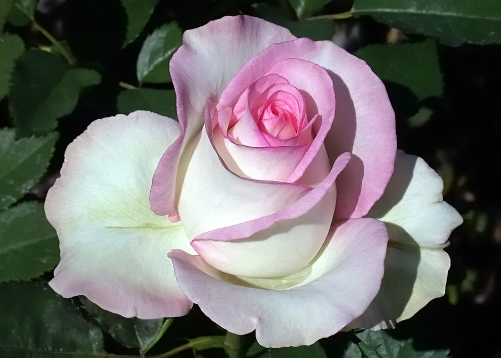 Queen of Flowers C95_2179 Hybrid Tea rose Moon Stone. Flickr