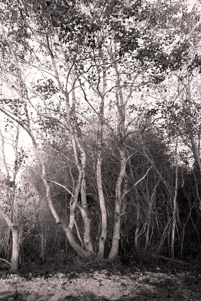 Tallow trees blsturman Flickr