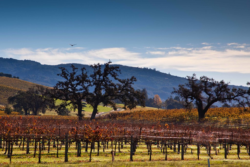 Vineyard Oaks Sonoma County. Kunde Estate Vineyards. Tom Moyer Flickr