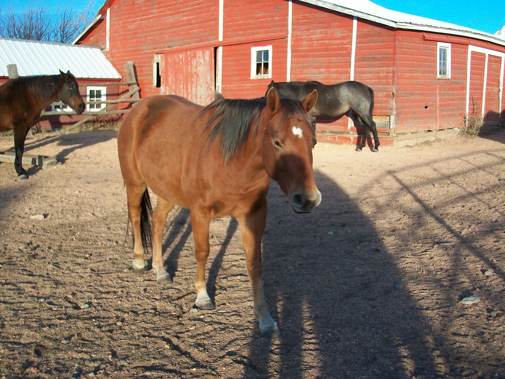Red This is Red. He's a 3 year old quarter horse gelding. Flickr