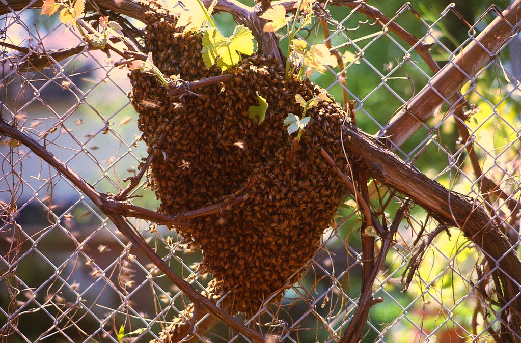 HONEY BEES BELTSVILLE, MARYLAND THE ENIGMATIC TRAVELER Flickr