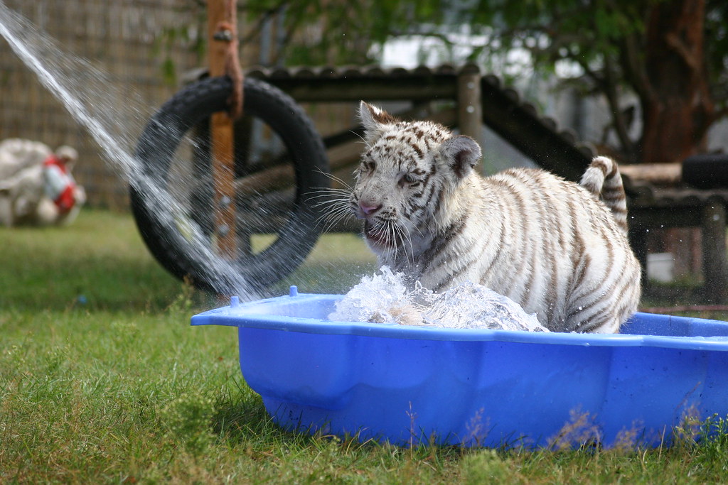 PoolParty für weiße Babytiger Wenn’s dem Tiger zu heiß wi… Flickr