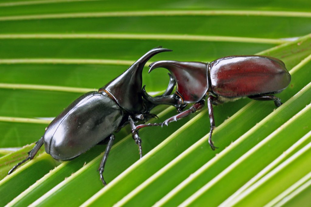 Rhino beetle Looks like they're having a big fight....Ac… Flickr