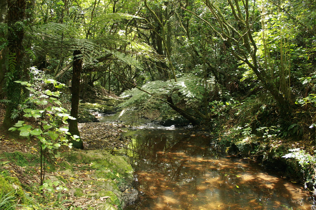 NZ Native forest These beautiful scenes are of ponga (silv… Flickr