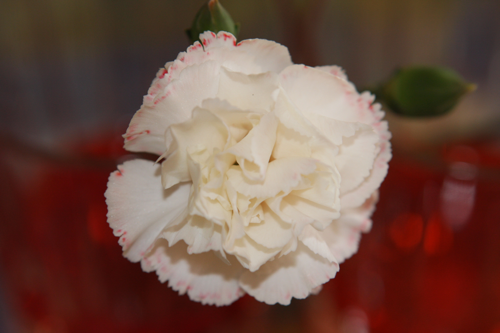 White Carnation/Food Coloring Experiment prayingmother Flickr