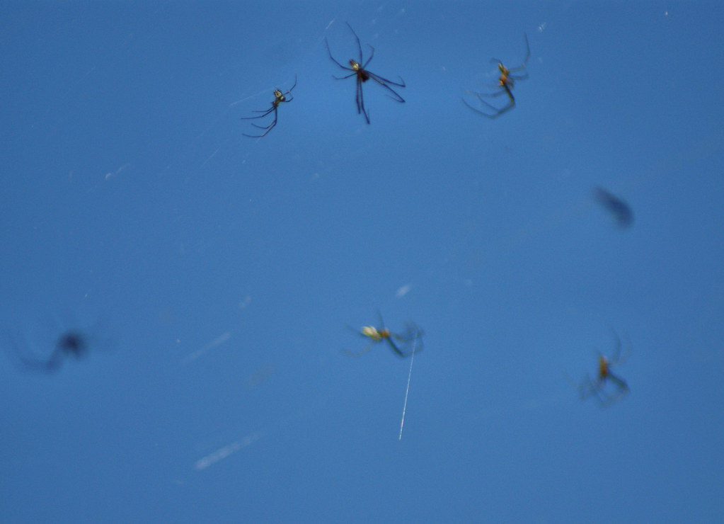 Raining Spiders Taken at Green Cay, Florida. I looked up (… Flickr