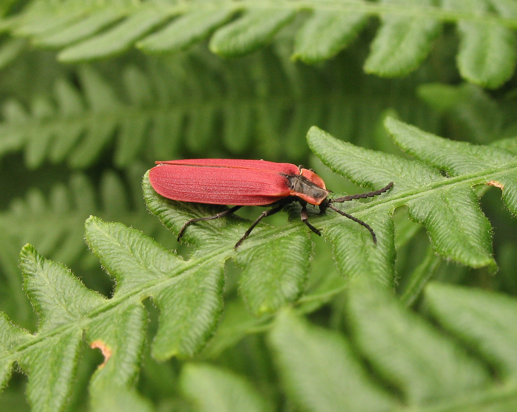 Pink netwing beetle A beetle on ferns at about 7700' on Mt… Flickr