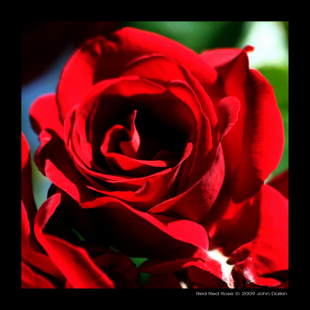 The Red rose of England a photo on Flickriver