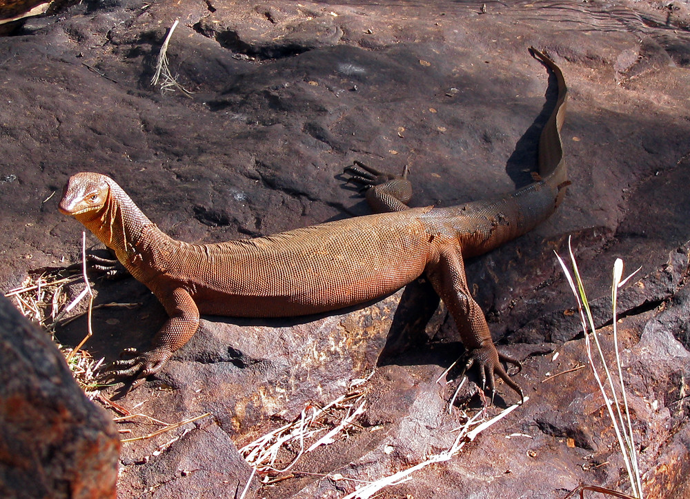 Water Monitor Lizard, WA Australia, 2004 William Nicholas Flickr