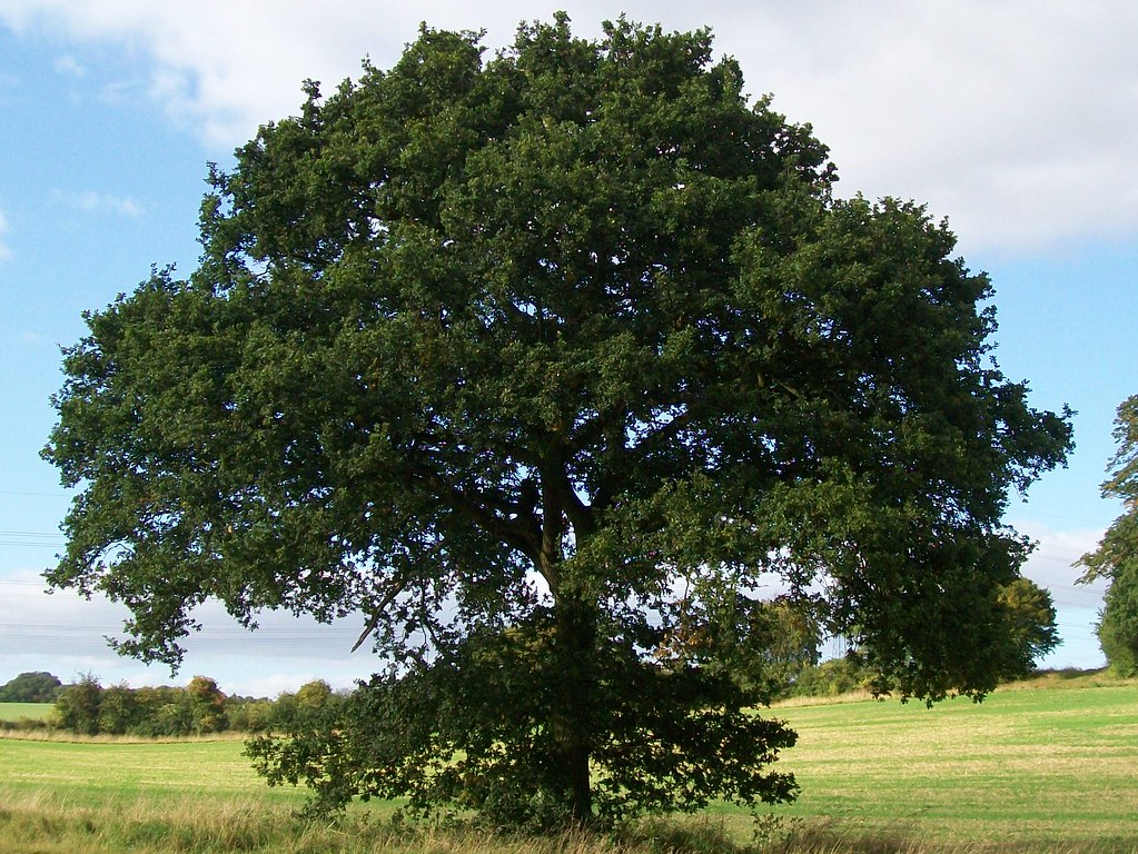 Oak English Oak (Quercus robur). Peter O'Connor aka