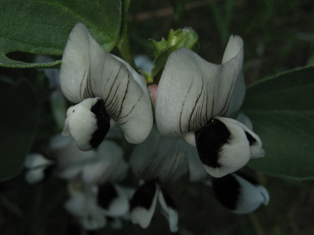 Black On White Fava Bean flower from my Son's garden boondockma