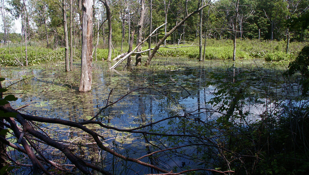 Swamp at Geneva state park Ohio Ron Flickr