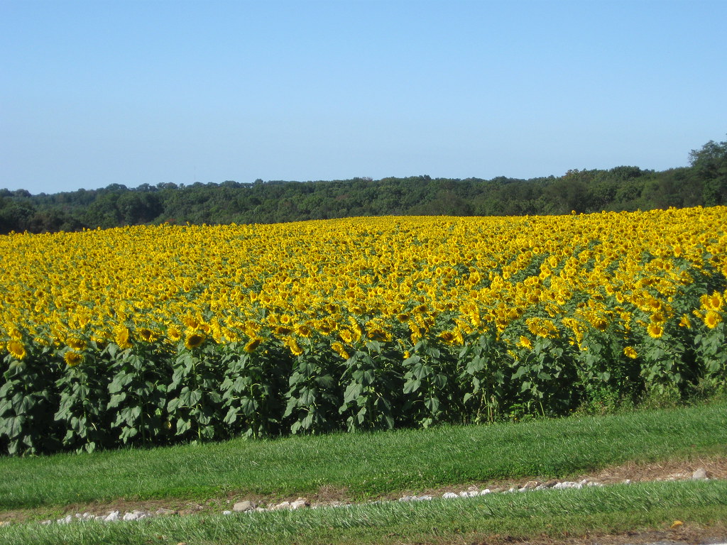 Maryland Sunflowers 14 Sunflowers along MD Rte 439 Flickr