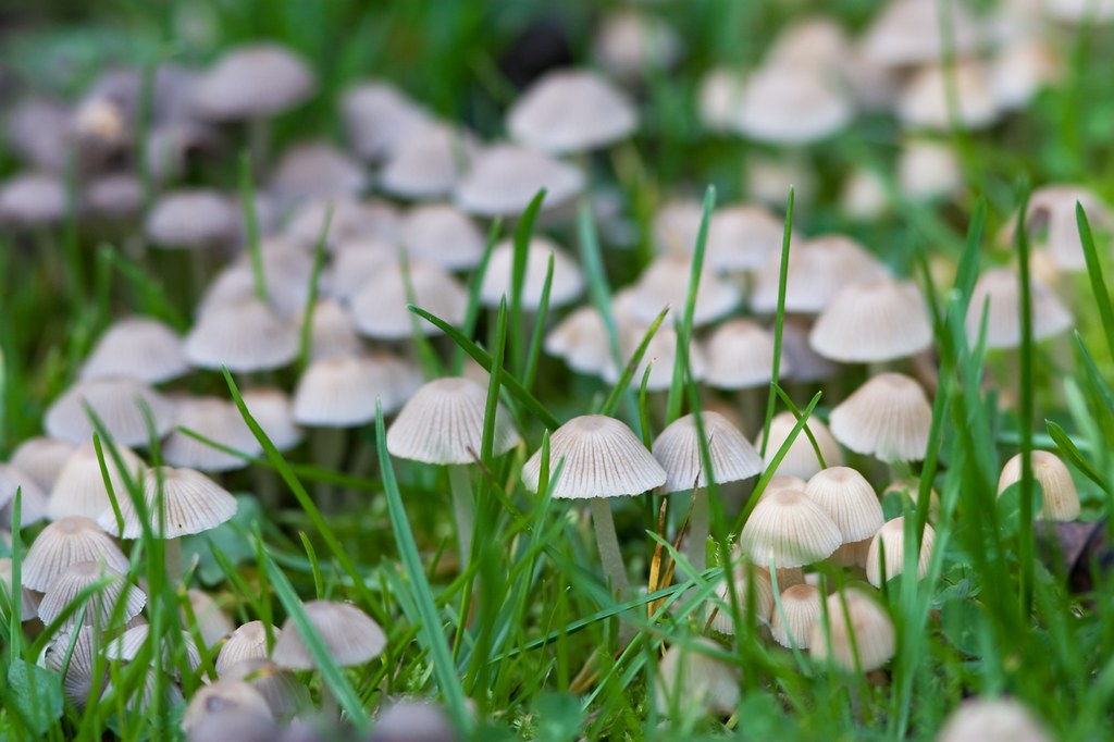 Pleated Inkcap (Parasola plicatilis), Garden 171109 Flickr