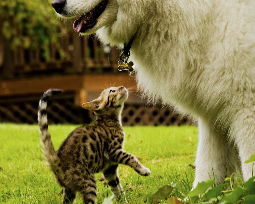 Girl Brown playing with colar Traipse Exotics Bengal Kittens and