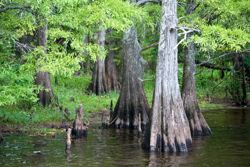 Caddo Lake (Oil City)2207 Michael Welch Flickr