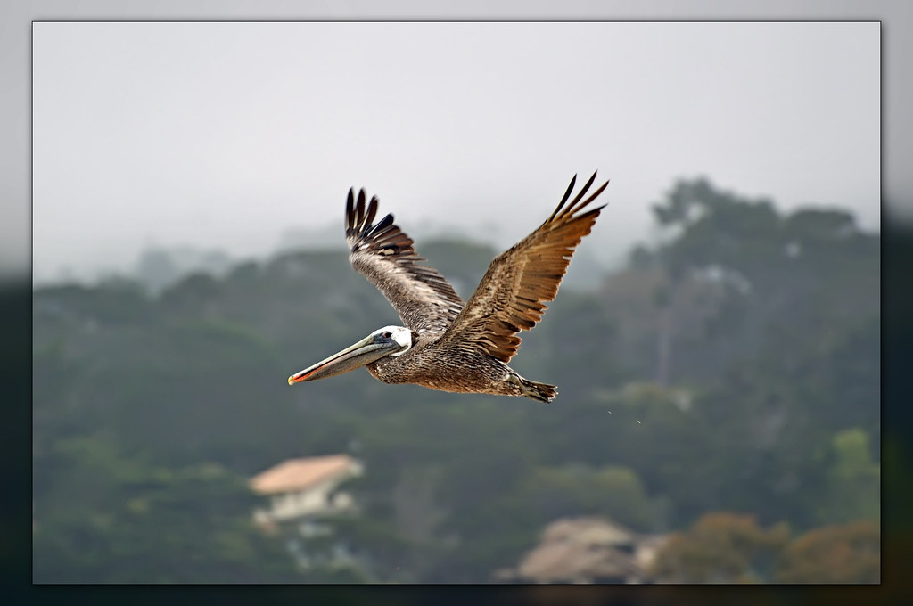 Birdwatching at Carmelbythesea (best viewed large on b… Flickr