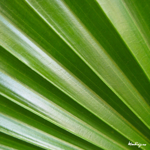 Palm leaf Feuille de palmier Chamaerops ( Arecaceae) Flickr