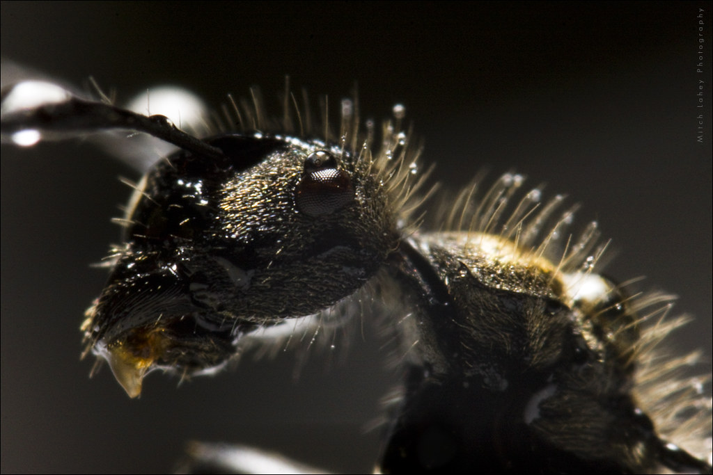 Ant Face Best Viewed Large on Black A tiny ant very closeu… Flickr
