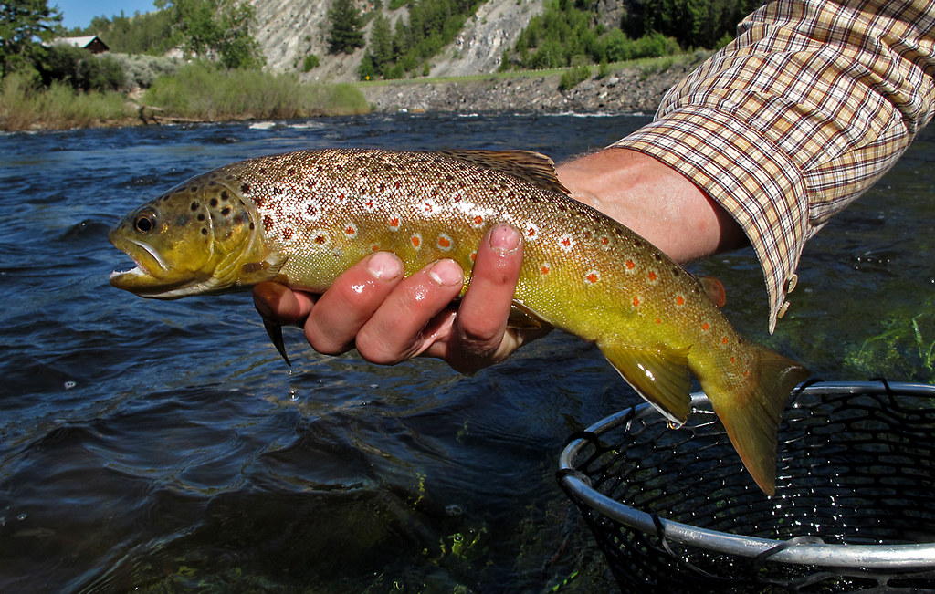 Brown Trout, Big Hole River, MT Brown Trout caught on the … Flickr