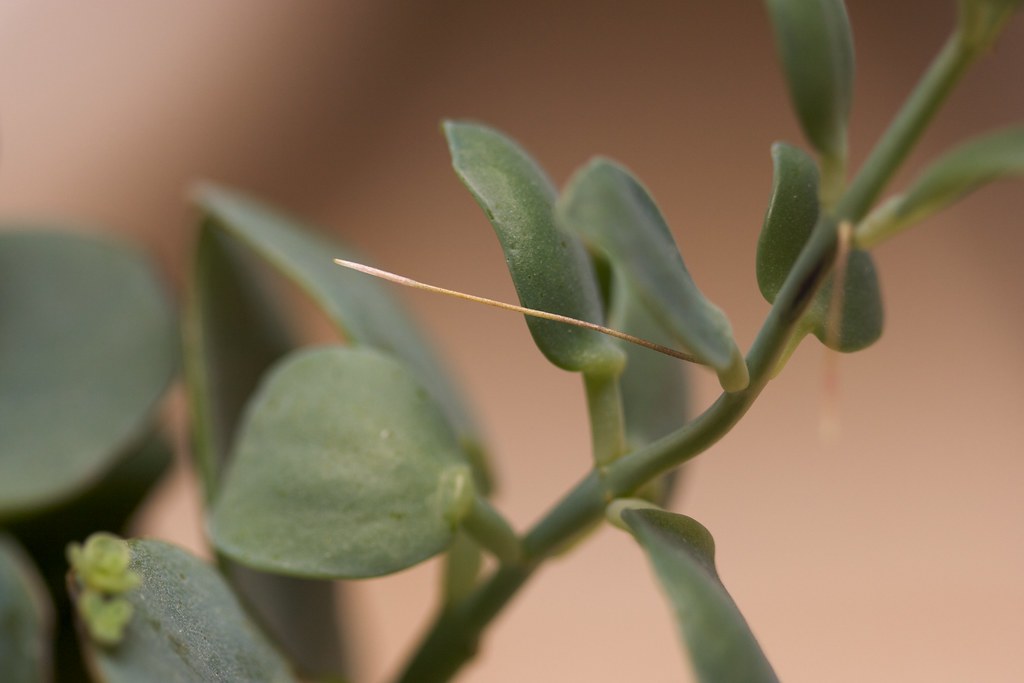 roots growing on succulent stems These roots almost look